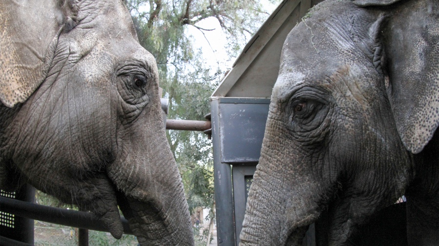 Las elefantas Pocha y Guillermina llegaron al Santuario de Brasil